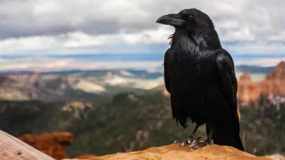 Türkiye'de bol miktarda bulunan kargaların yaşamları özeldir. Kargaların ömrü ne