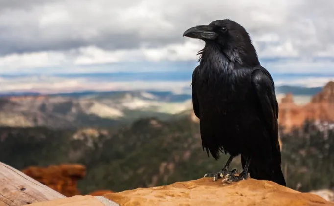 Türkiye'de bol miktarda bulunan kargaların yaşamları özeldir. Kargaların ömrü ne