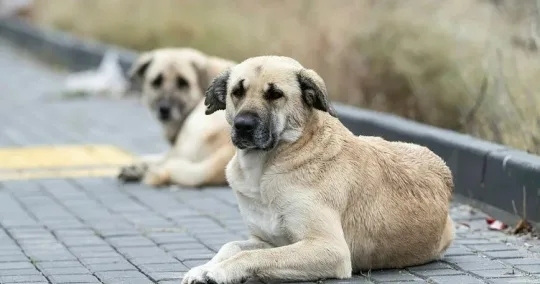 Tekirdağ'dan Trabzon'a çay hasadı için giden Huriye Kaya, köpek saldırısının