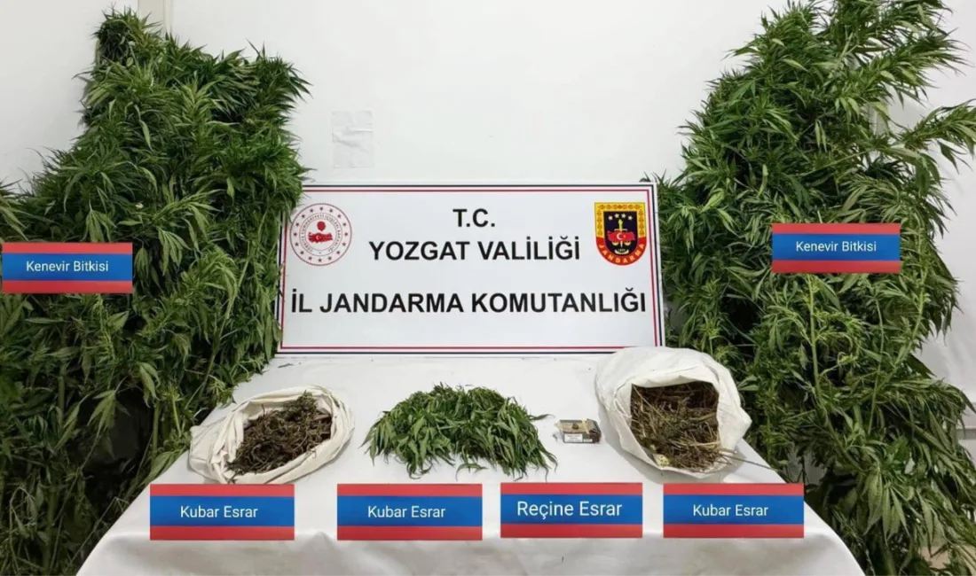 Yozgat'ın Sarıkaya ilçesinde düzenlenen jandarma operasyonunda 25 kök kenevir ve