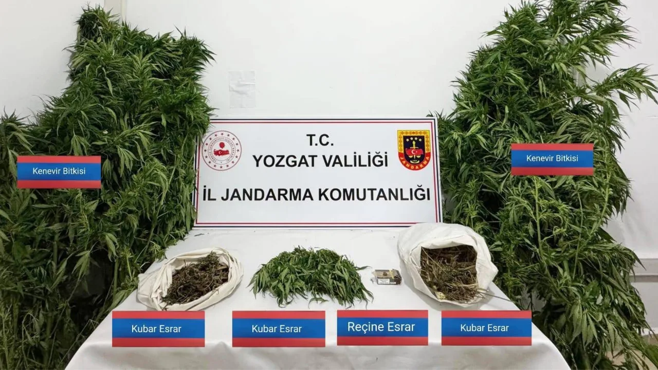 Yozgat'ın Sarıkaya ilçesinde düzenlenen jandarma operasyonunda 25 kök kenevir ve