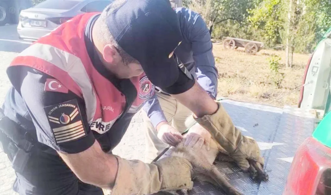 Yozgat'ın Çandır ilçesinde otomobilin çarptığı yaralı bir tilki, jandarma ekipleri