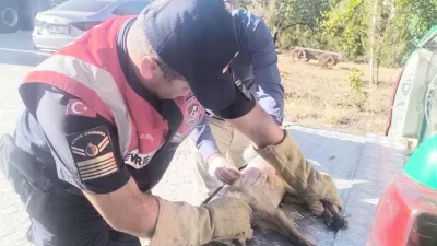 Yozgat'ın Çandır ilçesinde otomobilin çarptığı yaralı bir tilki, jandarma ekipleri