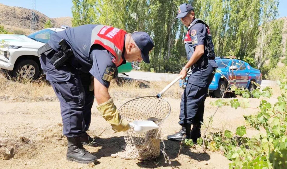 Yozgat’ın Şefaatli ilçesinde doğada yaralı halde bulunan bir tilki, Çevre