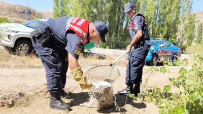 Yozgat’ın Şefaatli ilçesinde doğada yaralı halde bulunan bir tilki, Çevre