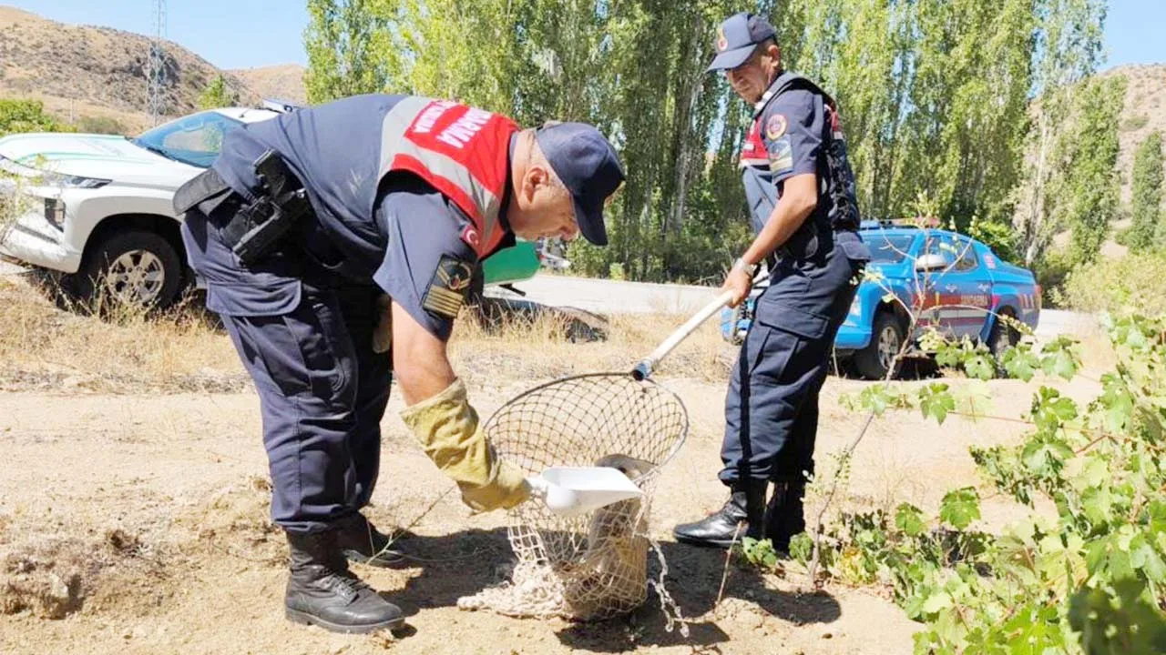Yozgat’ın Şefaatli ilçesinde doğada yaralı halde bulunan bir tilki, Çevre