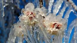 Tarım ve Orman Bakanlığı, 2025 yılı başında yaşanan zirai don