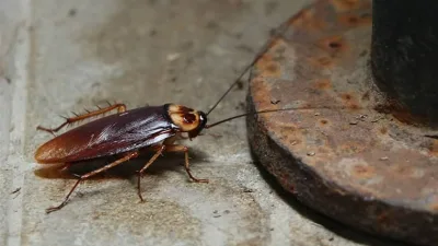 Uzmanlar, evde uzun süre bekletilen kötü kokulu çöplerin hamam böcekleri