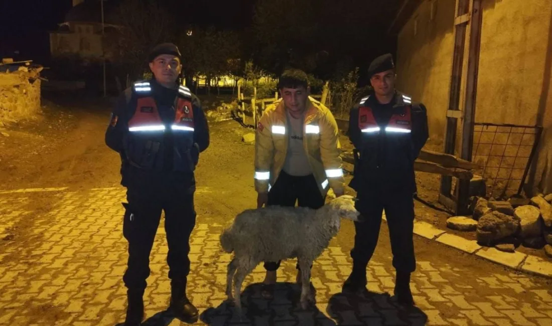 Sorgun İlçe Jandarma Komutanlığı ekipleri, yürüttükleri devriye sırasında başıboş dolaşan