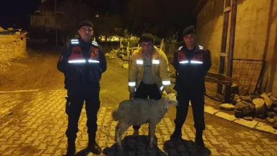 Sorgun İlçe Jandarma Komutanlığı ekipleri, yürüttükleri devriye sırasında başıboş dolaşan