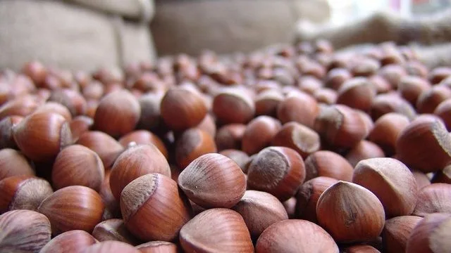 24 Ekim 2025 Cuma itibarıyla Türkiye genelinde fındık fiyatları serbest