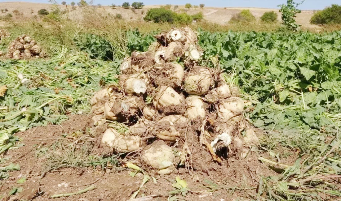 Yozgat’ta 2025-2026 pancar işleme kampanyası, Yozgat Şeker Fabrikası öncülüğünde başladı.