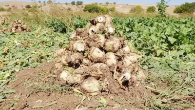 Yozgat’ta 2025-2026 pancar işleme kampanyası, Yozgat Şeker Fabrikası öncülüğünde başladı.