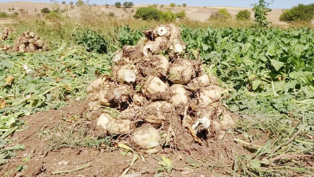 Yozgat’ta 2025-2026 pancar işleme kampanyası, Yozgat Şeker Fabrikası öncülüğünde başladı.