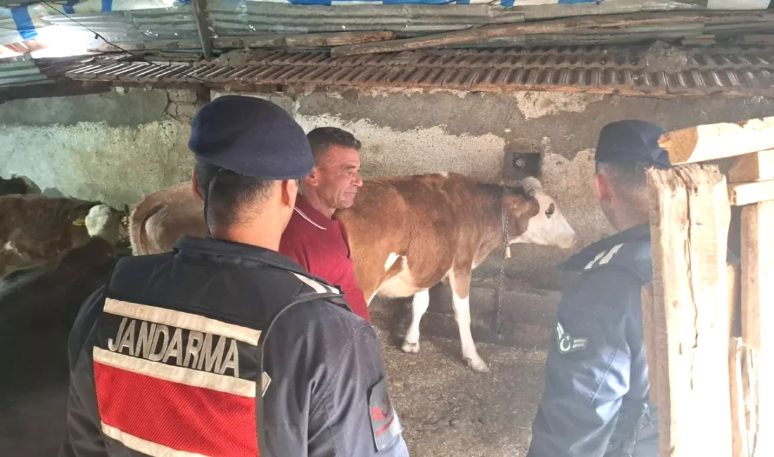 Yozgat’ın Akdağmadeni ilçesinde kaybolan iki büyükbaş hayvan, jandarma ekiplerinin hızlı