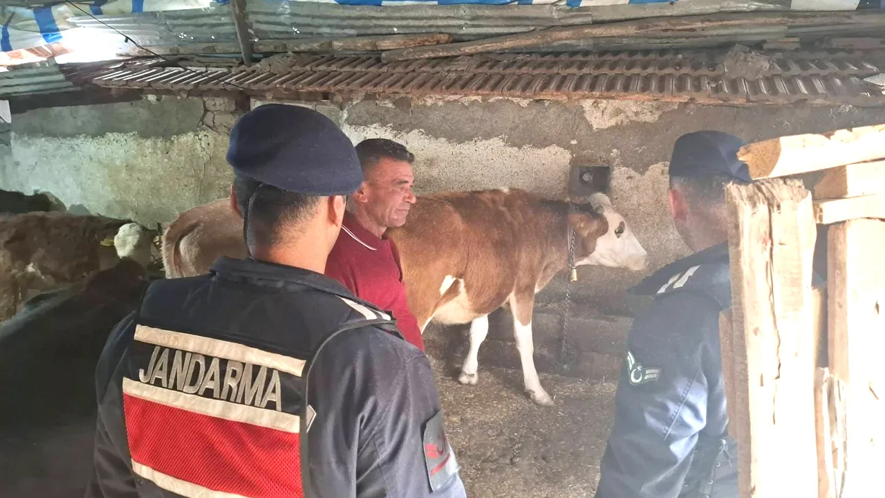 Yozgat’ın Akdağmadeni ilçesinde kaybolan iki büyükbaş hayvan, jandarma ekiplerinin hızlı