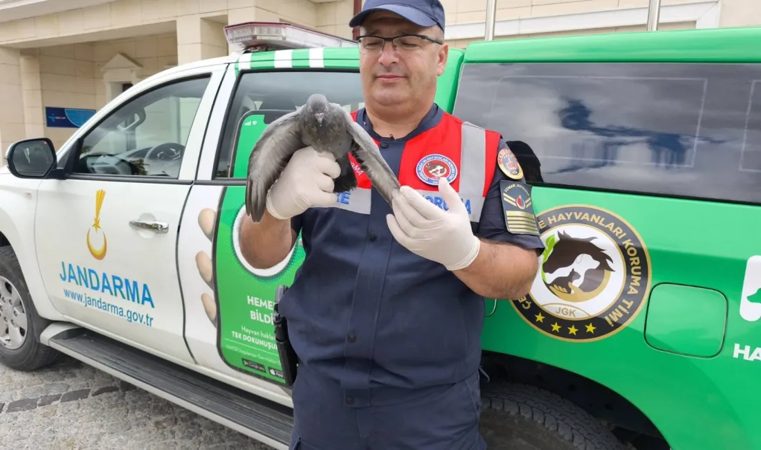 Yozgat’ta jandarma ekipleri, orman yangını denetimi sırasında buldukları yaralı güvercini