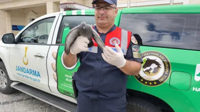 Yozgat’ta jandarma ekipleri, orman yangını denetimi sırasında buldukları yaralı güvercini