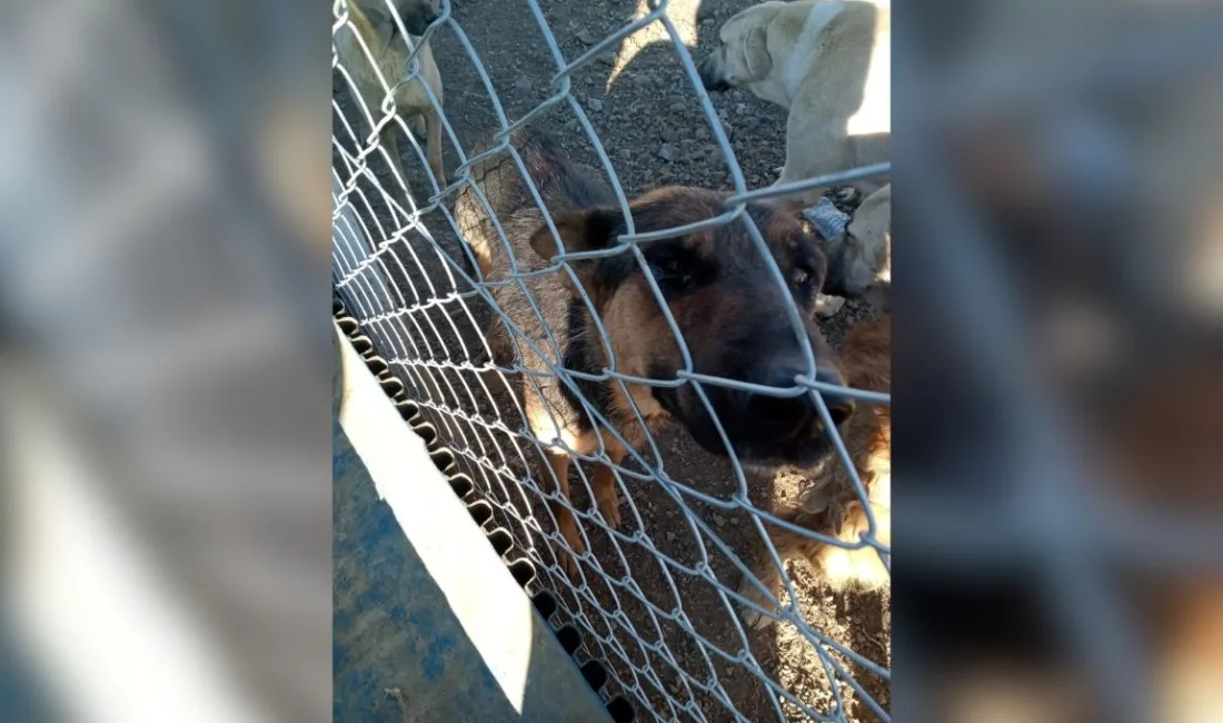 Yerköy ilçemizde bir şahıs, elindeki kürekle köpeğe şiddet uygularken görüntülendi.