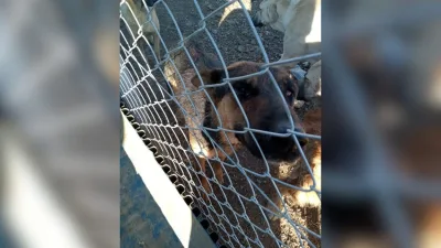 Yerköy ilçemizde bir şahıs, elindeki kürekle köpeğe şiddet uygularken görüntülendi.