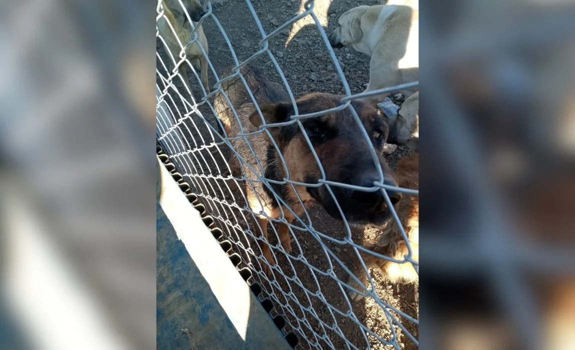 Yerköy ilçemizde bir şahıs, elindeki kürekle köpeğe şiddet uygularken görüntülendi.