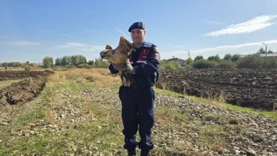 Boğazlıyan ilçesinde devriye görevi sırasında jandarma ekipleri, bitkin halde bir