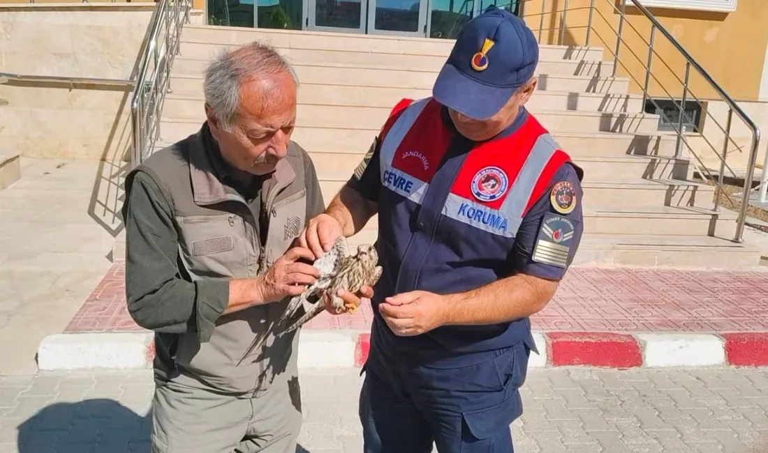 Yozgat’ın Akdağmadeni ilçesinde jandarma ekipleri tarafından yaralı halde bulunan çakır