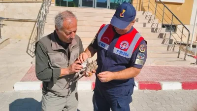 Yozgat’ın Akdağmadeni ilçesinde jandarma ekipleri tarafından yaralı halde bulunan çakır