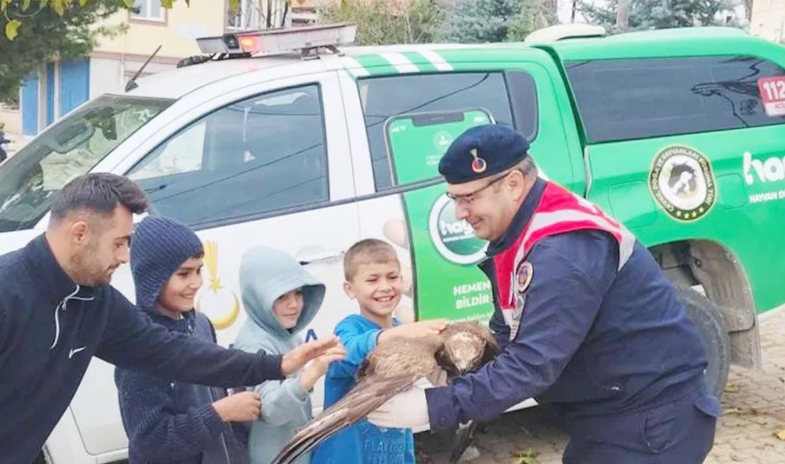 Yozgat’ın Sorgun ilçesinde yaralı bir kızıl şahin, vatandaşların duyarlılığı sayesinde
