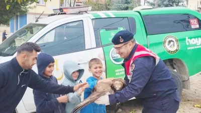 Yozgat’ın Sorgun ilçesinde yaralı bir kızıl şahin, vatandaşların duyarlılığı sayesinde