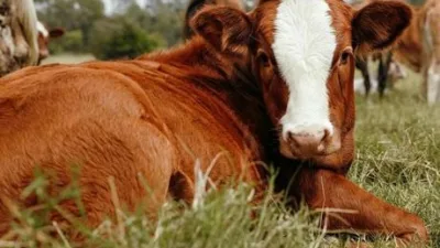 Tarım ve Orman Bakanlığı, damızlık hayvan yetiştiriciliği yapılan işletmelerde tabii