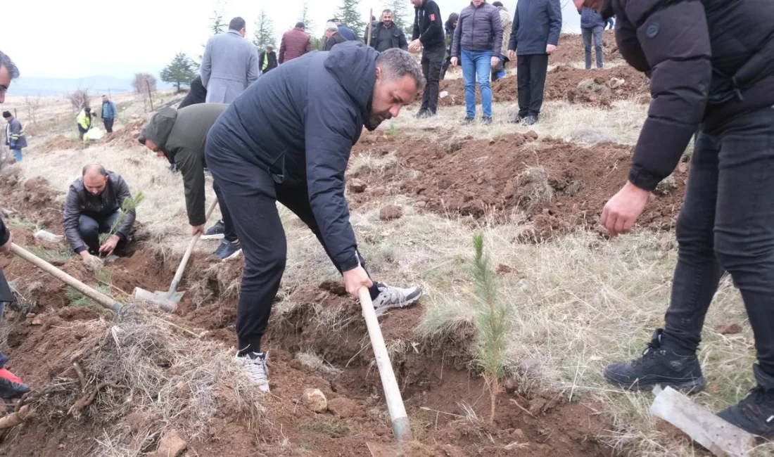 Sorgun Belediyesi’nin Üç Tepeler’de gerçekleştirdiği ağaçlandırma çalışmasında 1. 500 fidan