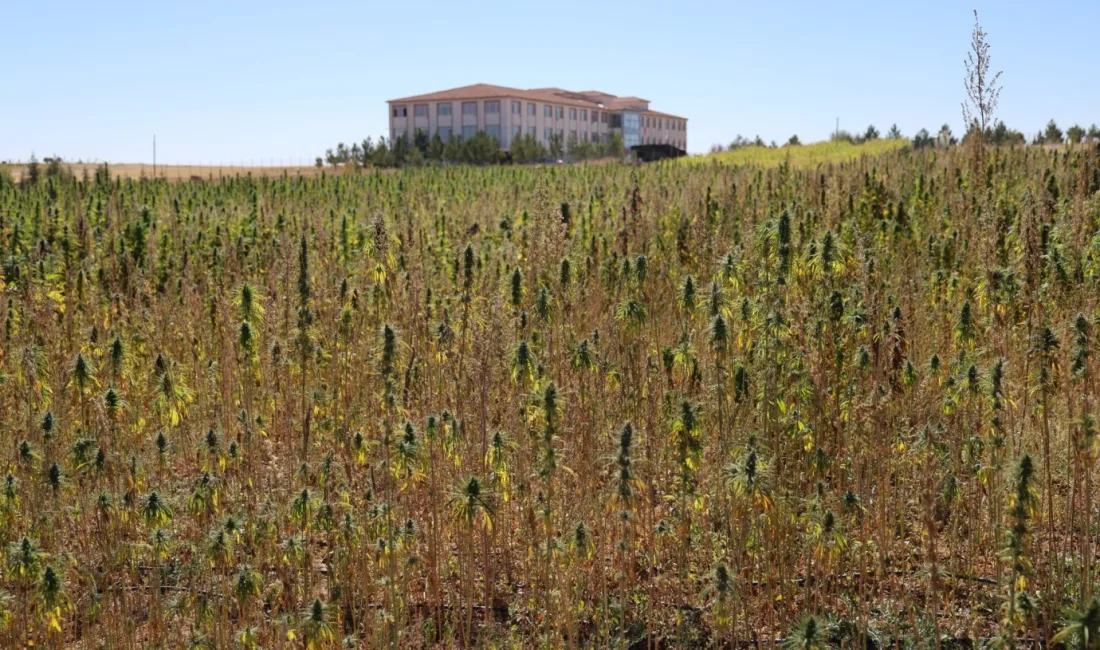 Yozgat Bozok Üniversitesi'nde gerçekleştirilen çalıştayda, tıbbi kenevir konusundaki bilimsel bilgiler,