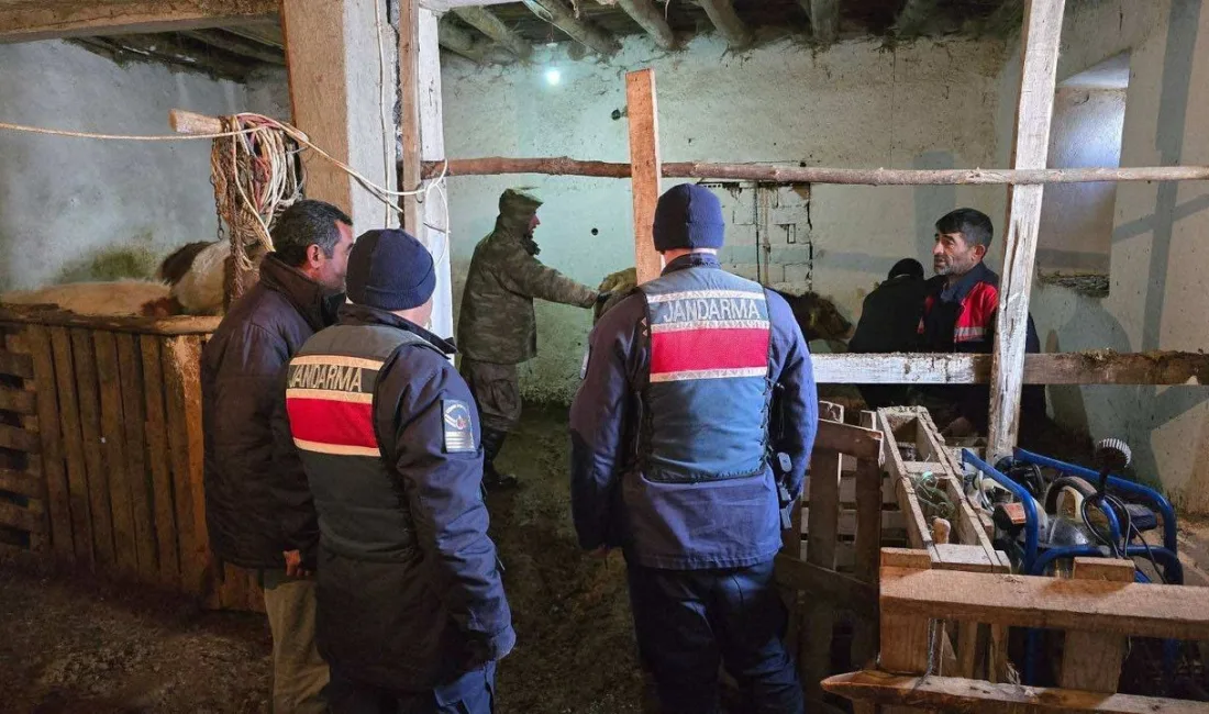 Yozgat'ın Akdağmadeni ilçesinde, kaybolan iki büyükbaş hayvan, jandarma ekiplerinin drone