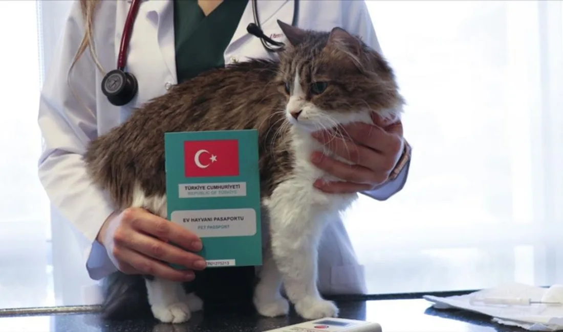 Hayvanları Koruma Kanunu kapsamında il genelinde yılı boyunca 7. 