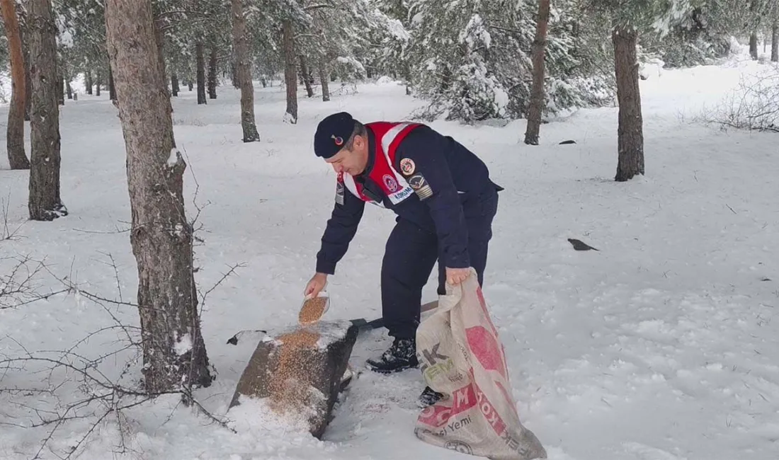 Ormanlık alanlarda yaban hayvanlarına yem bırakma faaliyetleri sürdürülürken, çevre denetimleri