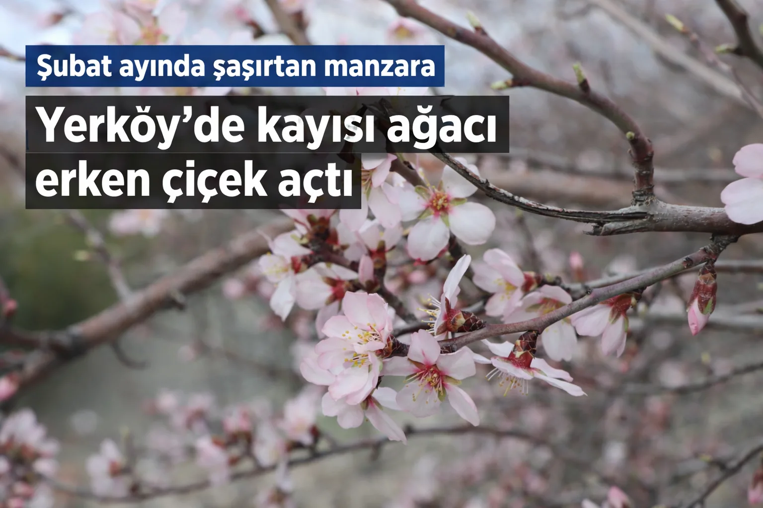 Yerköy ilçemizde mevsim normallerinin üzerinde seyreden hava sıcaklıkları, doğada erken