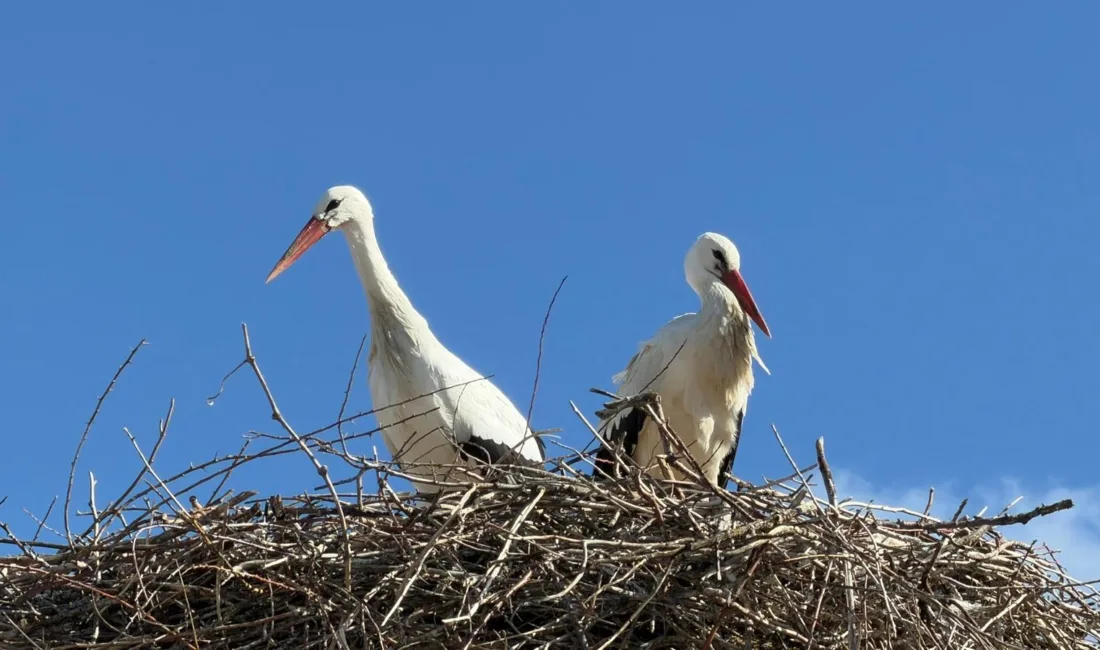 Havaların ısınmasıyla birlikte baharın habercisi olarak bilinen leylekler Yerköy ilçemizde