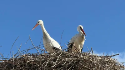 Havaların ısınmasıyla birlikte baharın habercisi olarak bilinen leylekler Yerköy ilçemizde