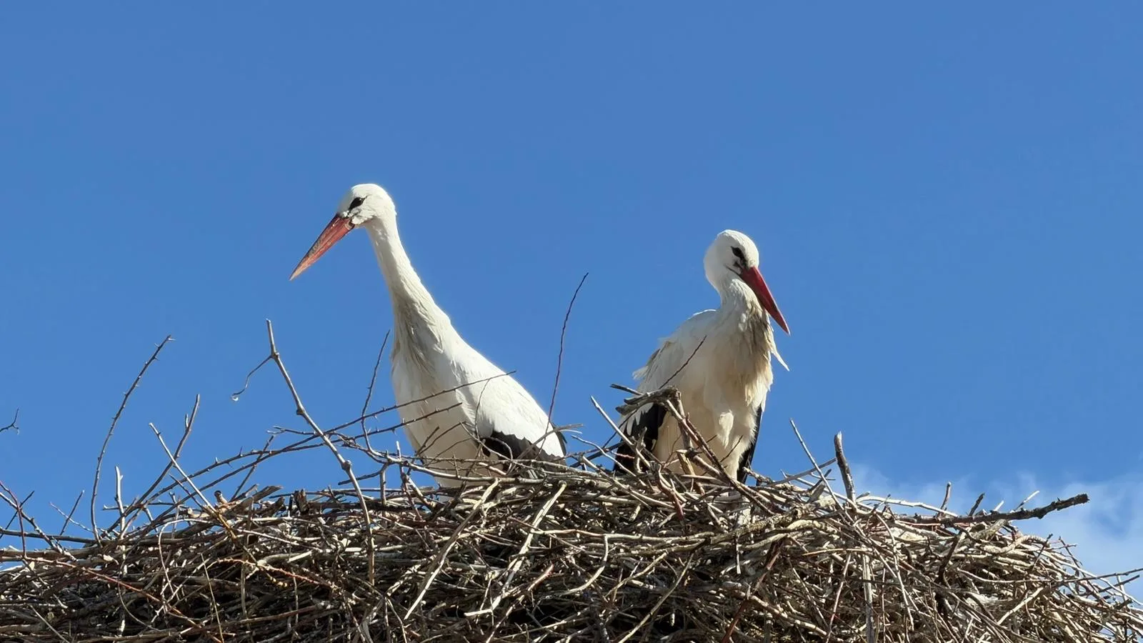 Havaların ısınmasıyla birlikte baharın habercisi olarak bilinen leylekler Yerköy ilçemizde