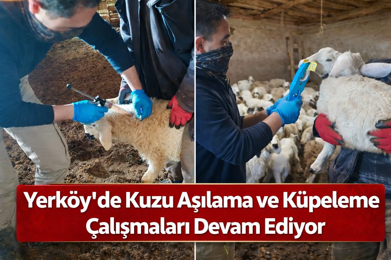 Yerköy İlçe Tarım ve Orman Müdürlüğü ekipleri, hayvan sağlığının korunması