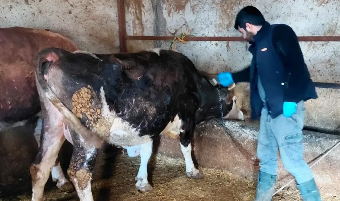 Yerköy İlçe Tarım ve Orman Müdürlüğü tarafından hayvan sağlığını korumak
