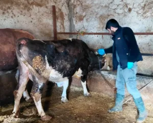 Yerköy İlçe Tarım ve Orman Müdürlüğü tarafından hayvan sağlığını korumak