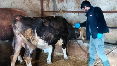 Yerköy İlçe Tarım ve Orman Müdürlüğü tarafından hayvan sağlığını korumak