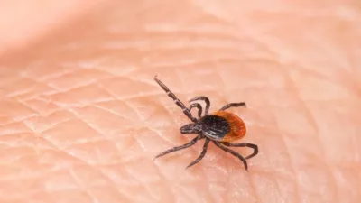 İç Anadolu ve Orta Karadeniz'de yağışların artmasıyla kene sayısında yükseliş