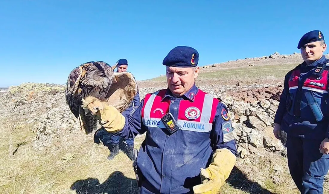 Yozgat’ın Saraykent ilçesinde jandarma ekipleri, yaralı puhu kuşunu kurtararak tedavi