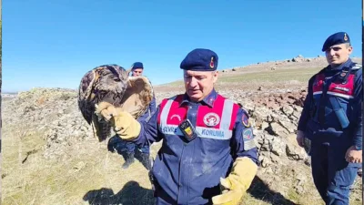 Yozgat’ın Saraykent ilçesinde jandarma ekipleri, yaralı puhu kuşunu kurtararak tedavi