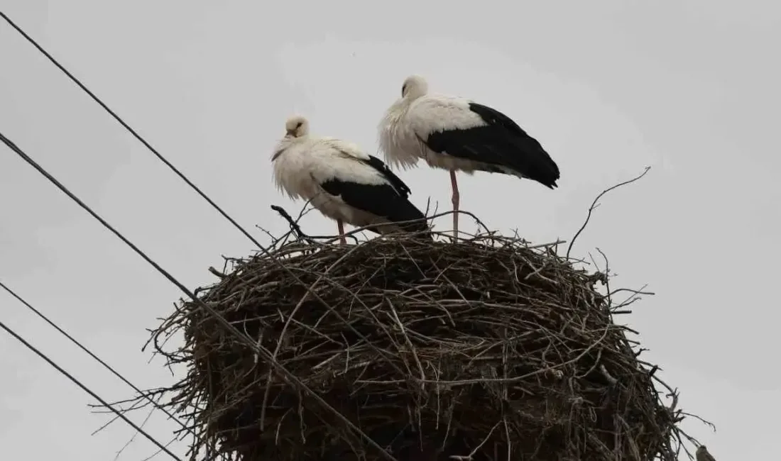 Yozgat’ın Yerköy ilçesine bağlı Saray ve Aydıngün köylerinde leylekler, elektrik