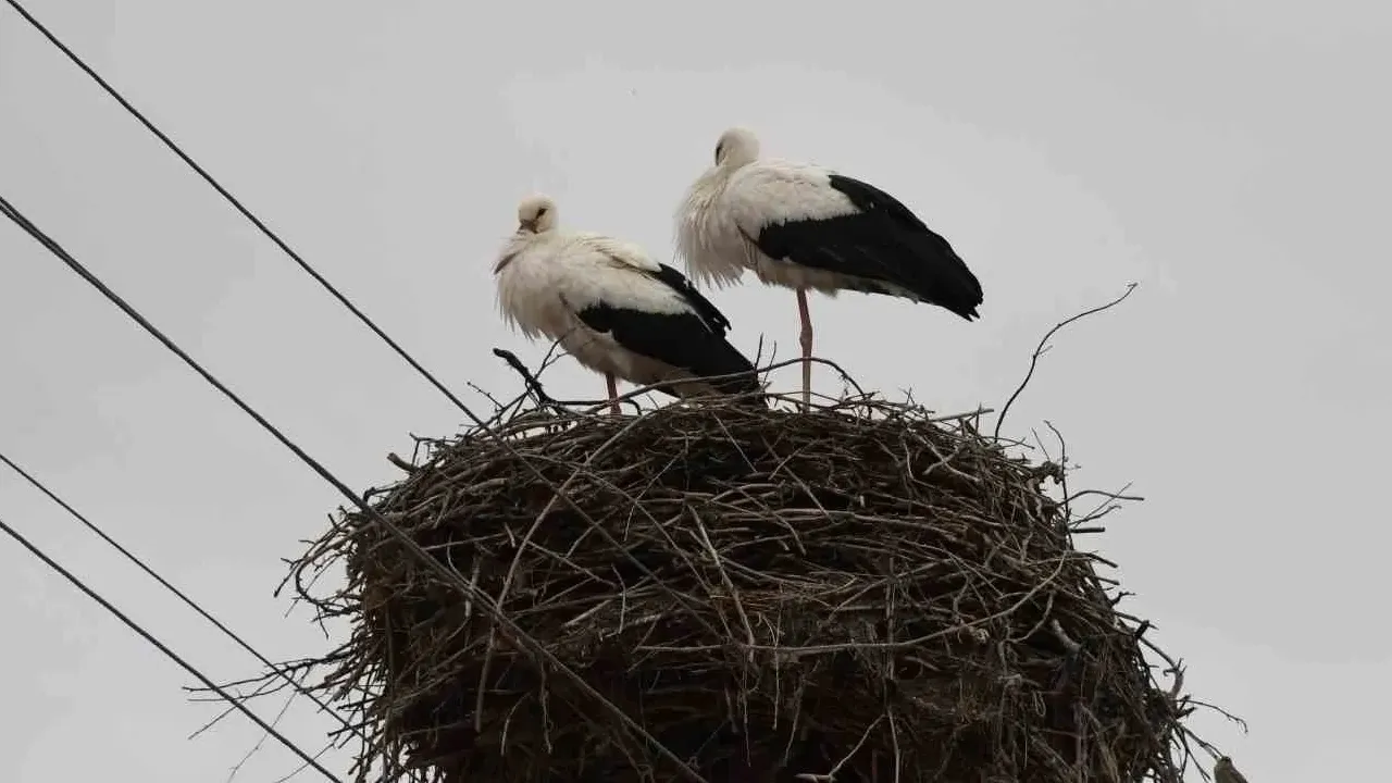 Yozgat’ın Yerköy ilçesine bağlı Saray ve Aydıngün köylerinde leylekler, elektrik