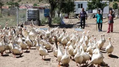 Yozgat Bozok Üniversitesi ve Tarım ve Orman Bakanlığı TAGEM Bandırma